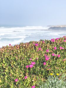 Guide to portugal surf 